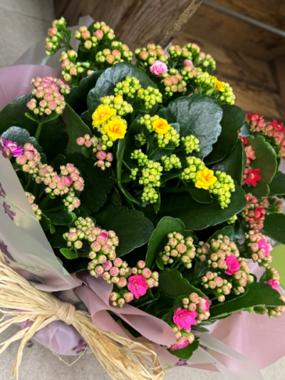 Flowering Plant - Flowering Plant